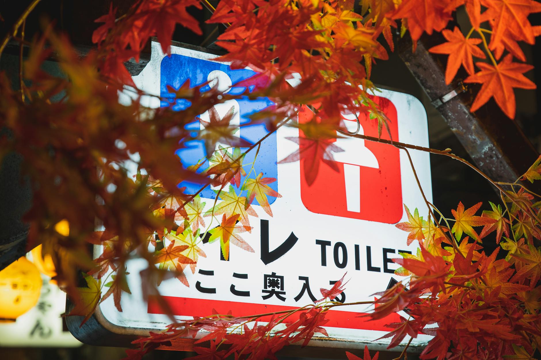 2026年 ベルギー大学留学:費用・ビザ・英語コースを徹底比較